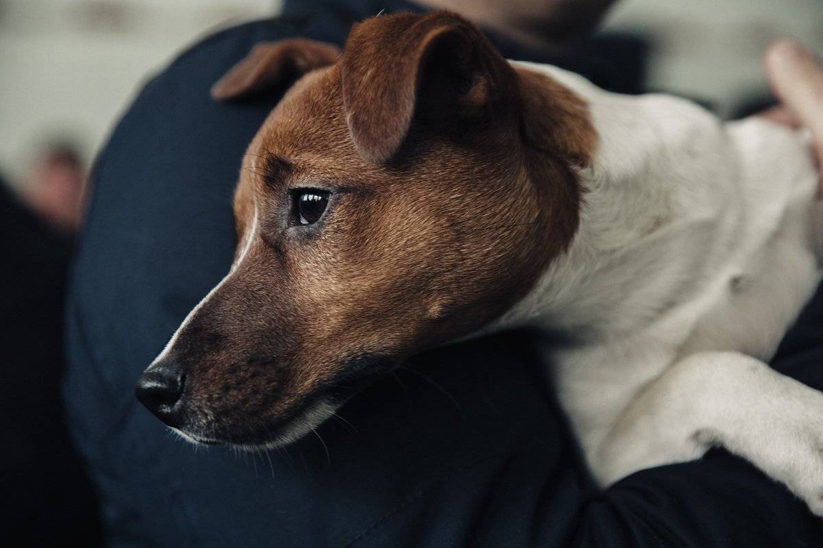 Самые неприхотливые собаки для квартиры – беспроблемные, послушные, спокойные и другие породы
