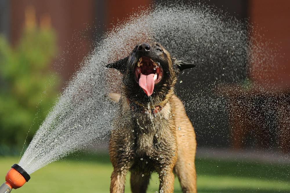 Оказываем помощь для собаки в сильно жаркую погоду в домашних условиях