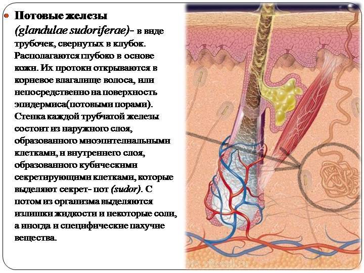 Сильная потливость тела, головы, ног и подмышек у мужчин