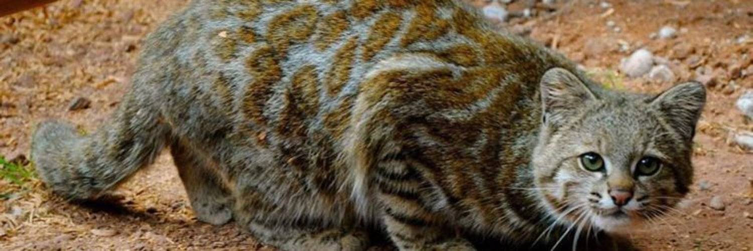 Суматранская кошка: описание внешности и характера, образ жизни и ареал обитания, размножение и численность вида