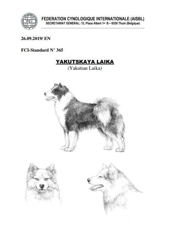 Якутская лайка - описание породы и характер собаки