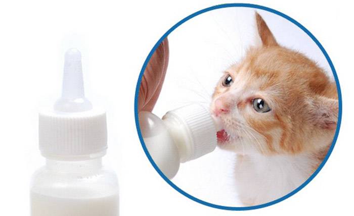 Можно ли котам давать молочные продукты