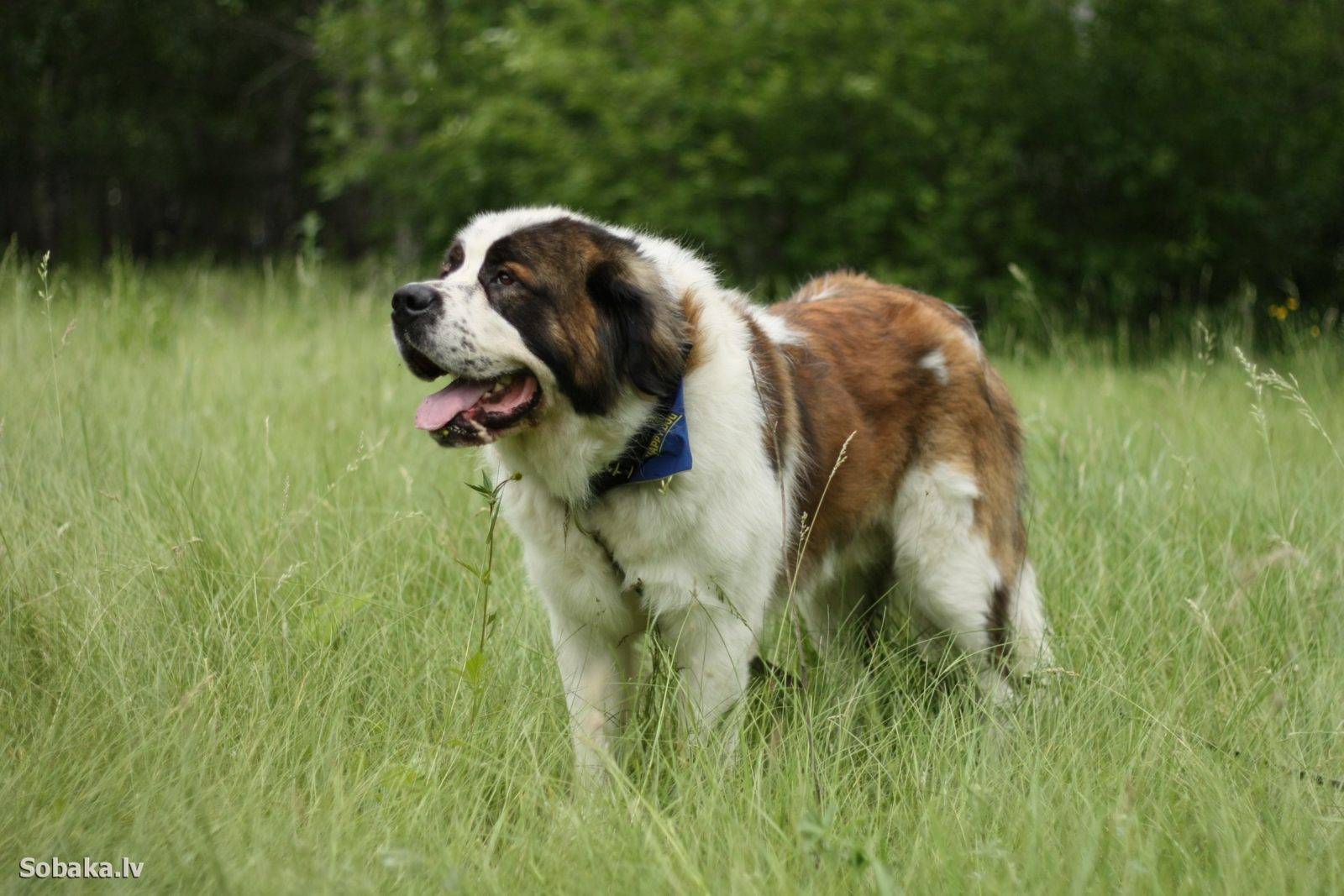 Сторожевые породы собак: московская сторожевая, кавказская, среднеазиатская, терьер | блог ветклиники "беланта"