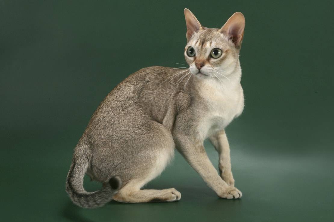 Сингапурская кошка (38 фото): описание котов породы сингапура, особенности характера котят. размер кошек. варианты окраса
