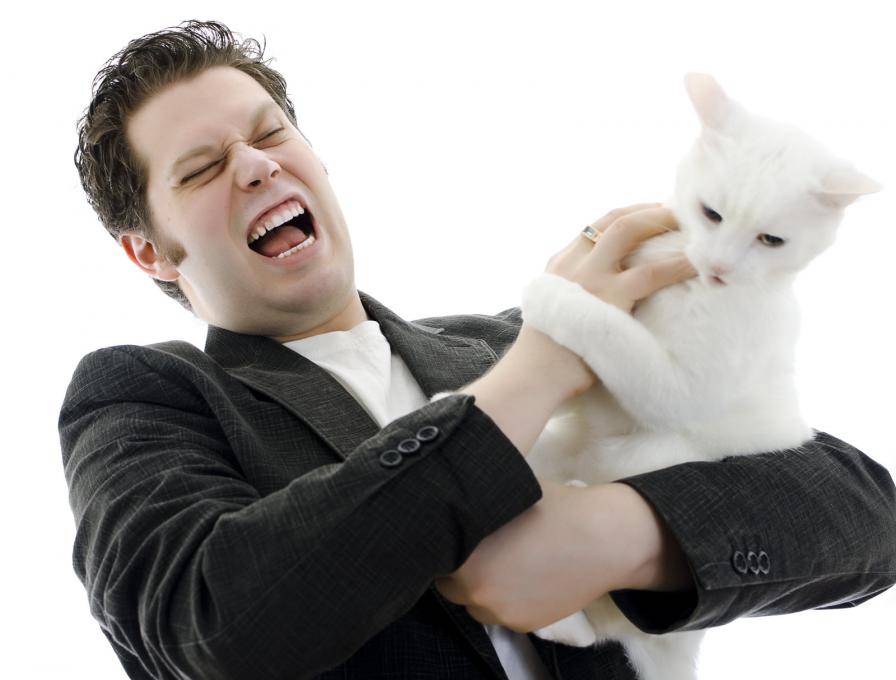 Почему кот стал агрессивным: причины и что делать | кот и кошка