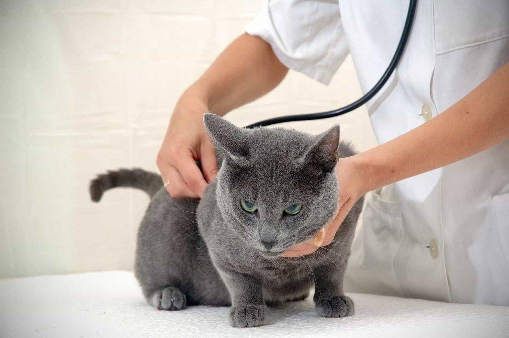 Чем помочь коту и котенку, который страдает от хрипов и тяжелого дыхания