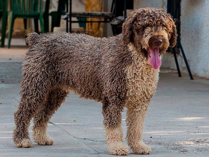 Барбет (французская водяная собака): фото, купить, видео, цена, содержание дома