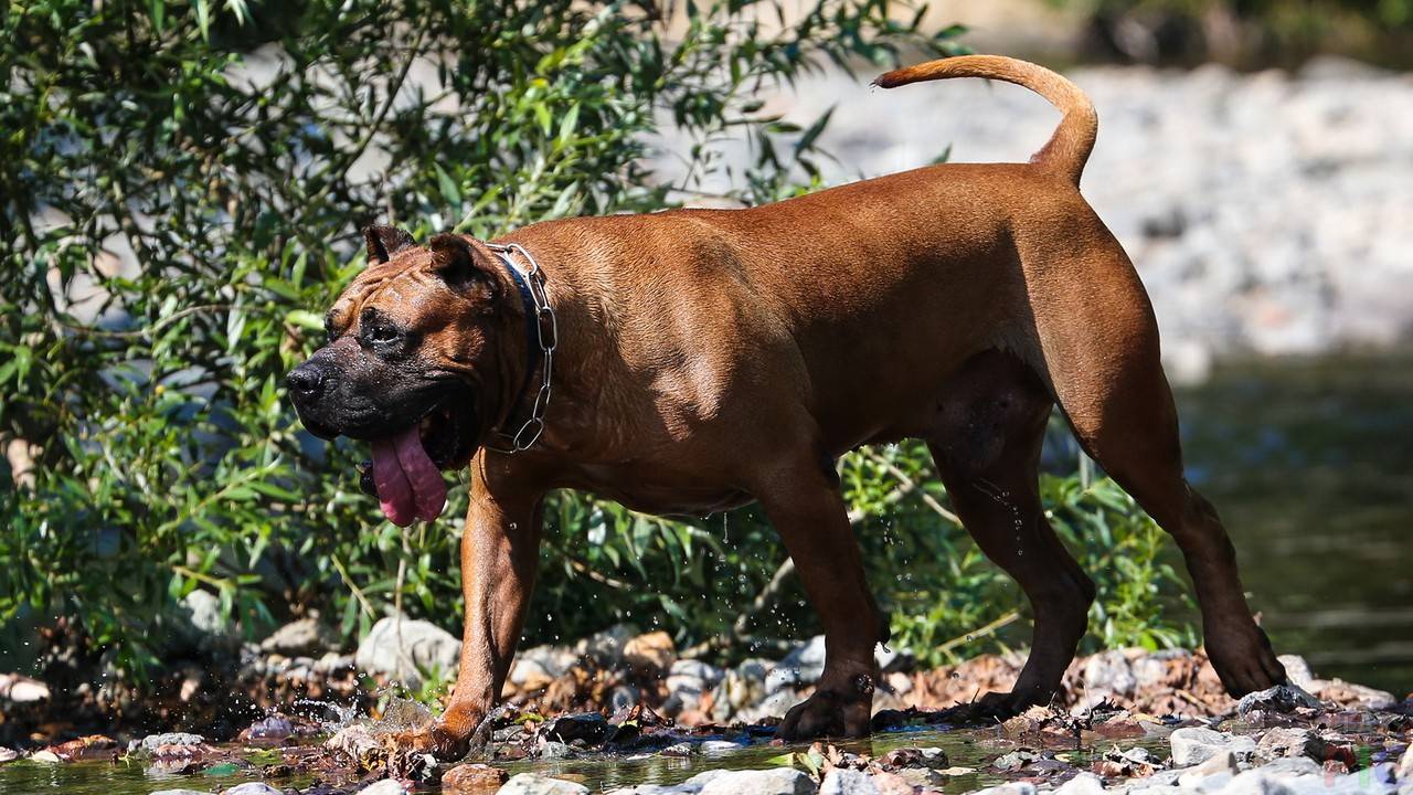 Канарский дог: особенности большой собаки