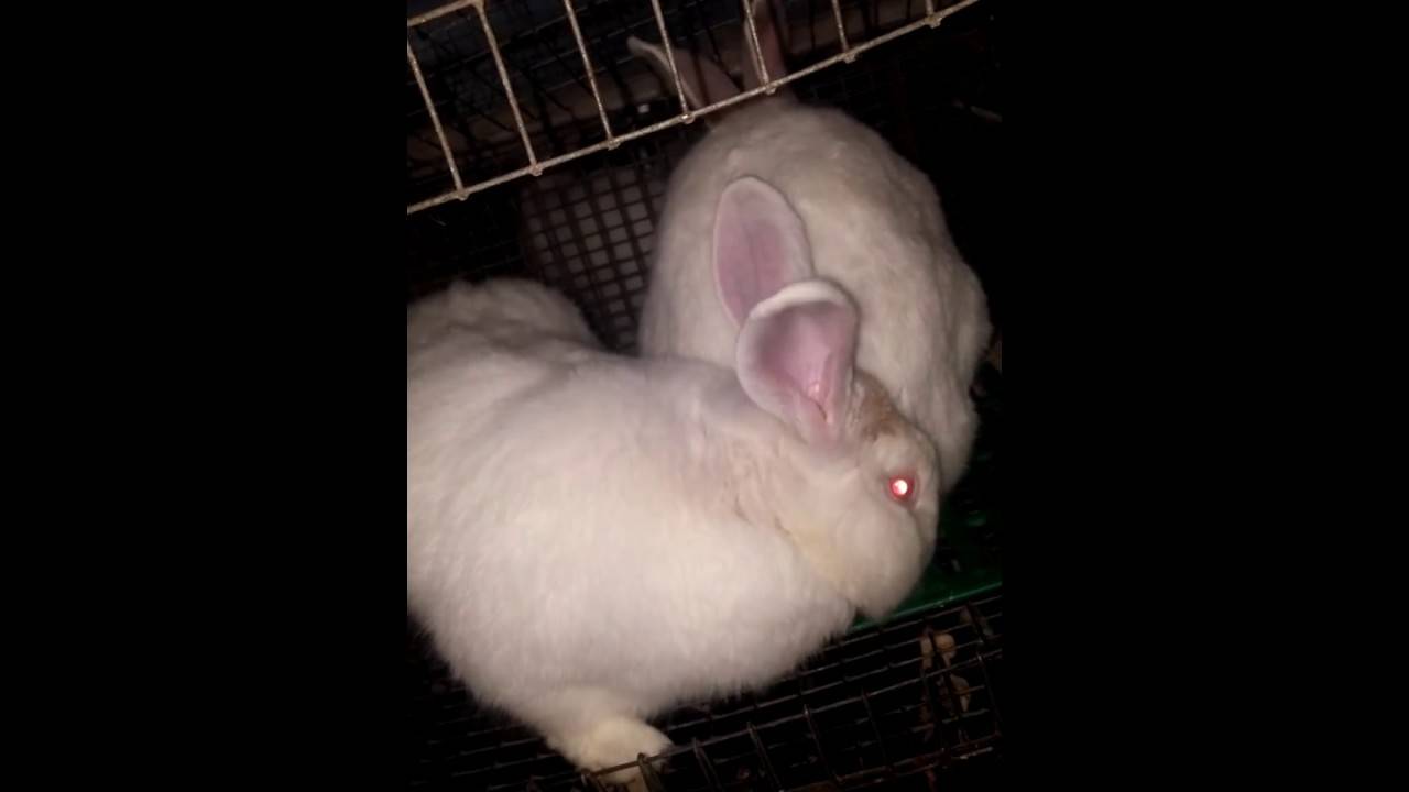 Размножение кроликов в домашних условиях
