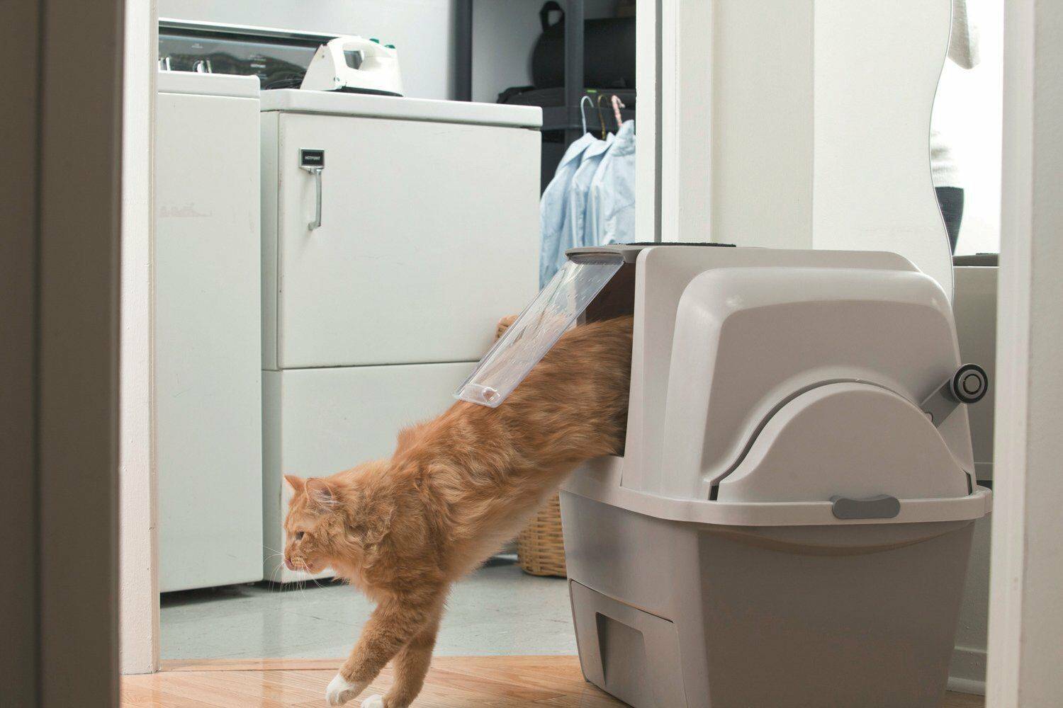 Умные туалеты для кошек: автоматика будет лучшим подарком для вас и питомца