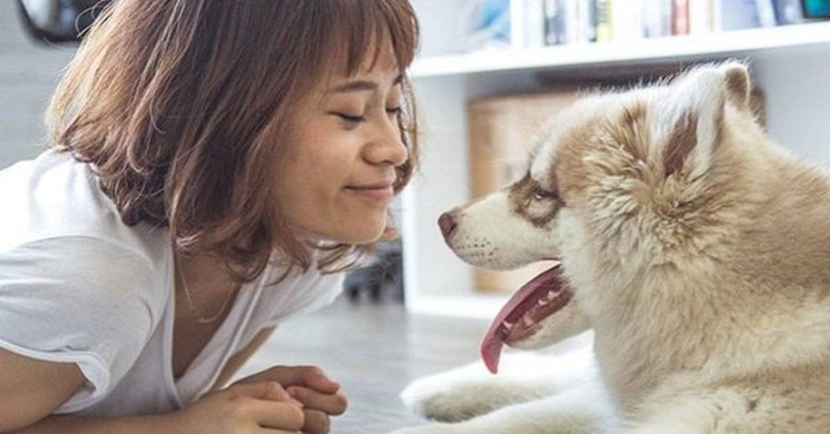 4 улыбки собаки | социум | наша психология