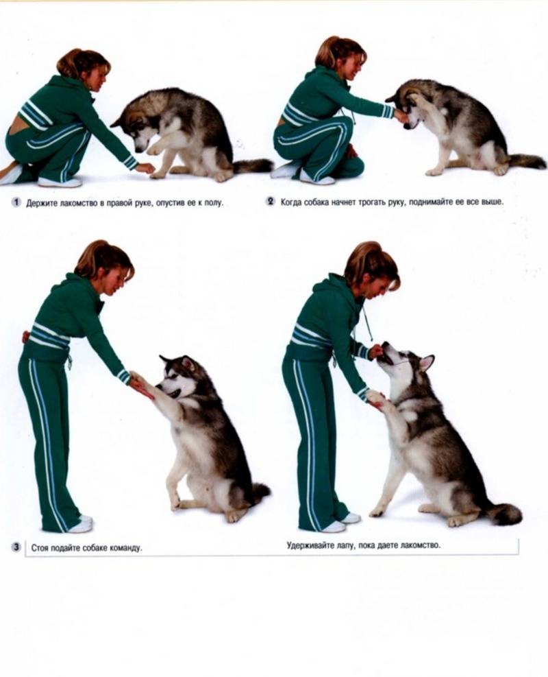 Как научить собаку командам: применение и техника отработки