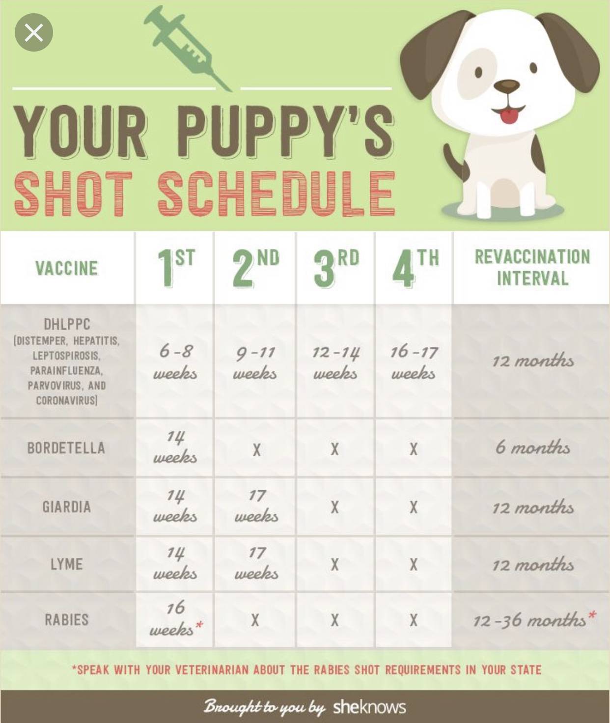 Почему нельзя мыть щенка после прививки. как ухаживать за собакой после прививки