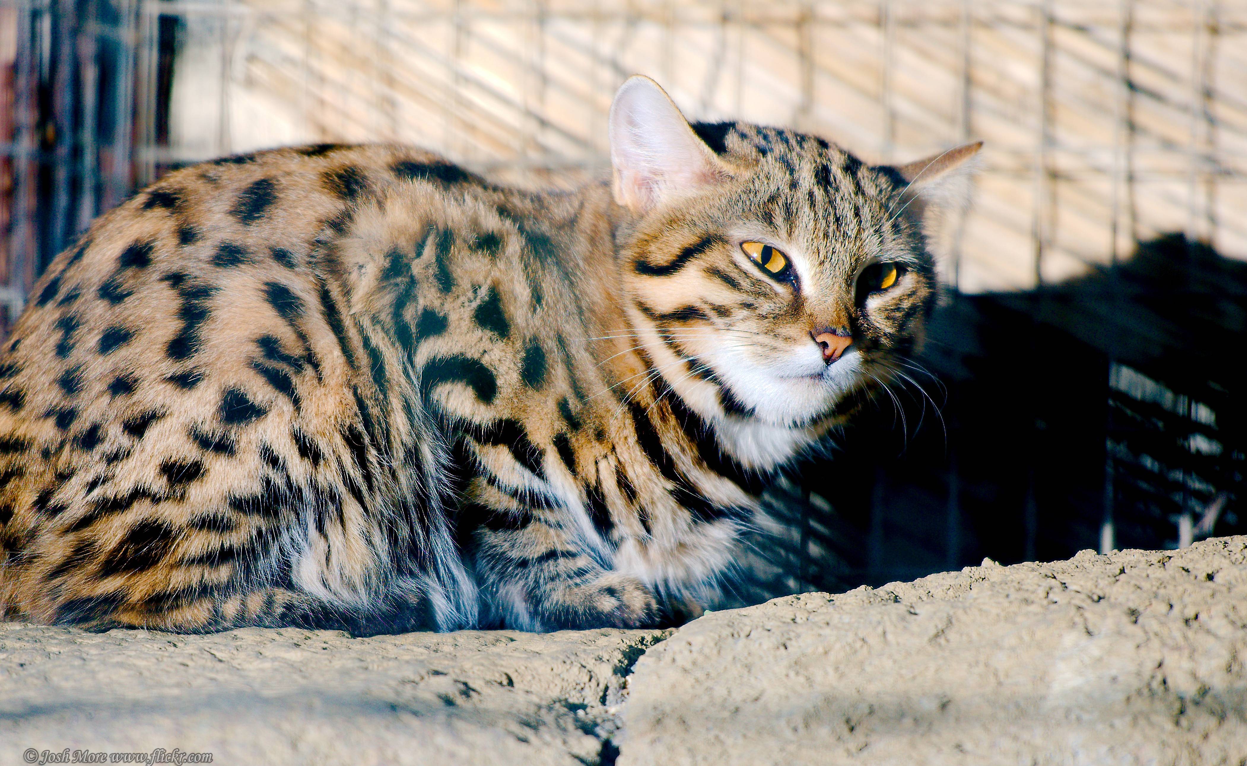 Кошка сервал: описание внешнего вида и характера, размножение, образ жизни и фото африканского кота, содержание в домашних условиях