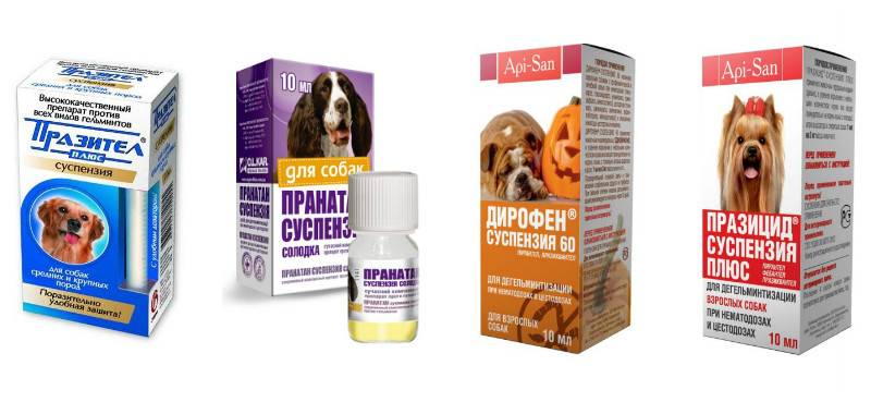 Нужно ли собаку перед прививкой перед. Глистогонить собаку таблетки. Препараты от глистов для щенков 1 месяц. Глистогон для собак перед прививкой. Таблетки от глистов для щенков мелких пород перед прививкой.