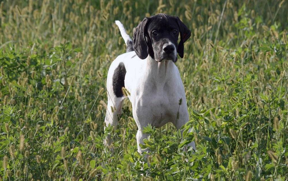 Порода собак английский пойнтер: описание, фото, цена, характер, уход, возможные болезни и питание