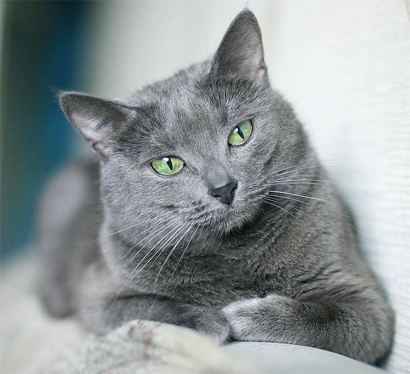 Корат (кошка): фото, описание породы, характер, цена и уход