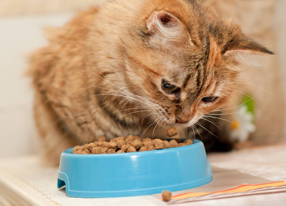 Как правильно кормить кошку, чтобы питомец был здоровый и прожил много лет