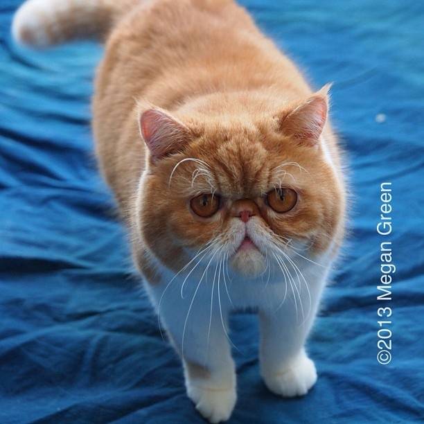 Персидская кошка: фото, описание породы, характер и содержание перса, как выбрать котенка с приплюснутой мордой