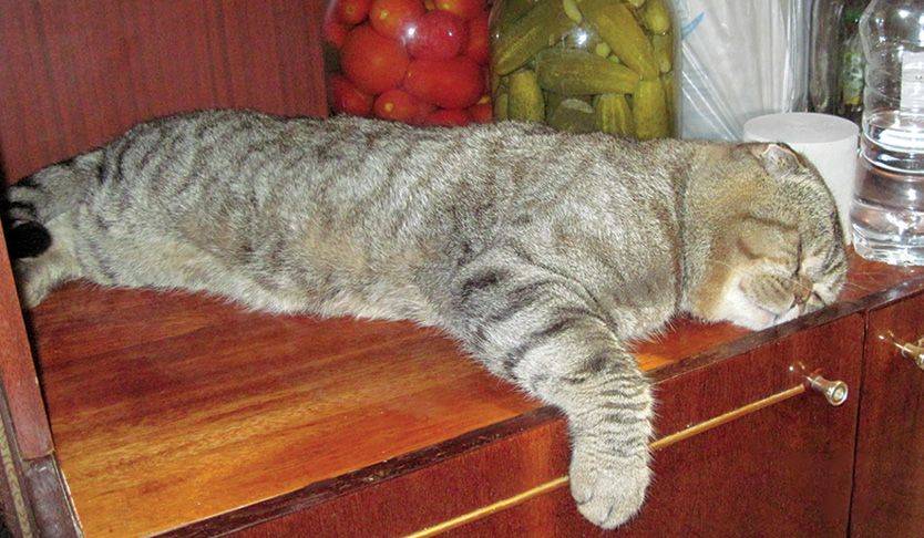 Почему коты много спят: причины и нужно ли волноваться