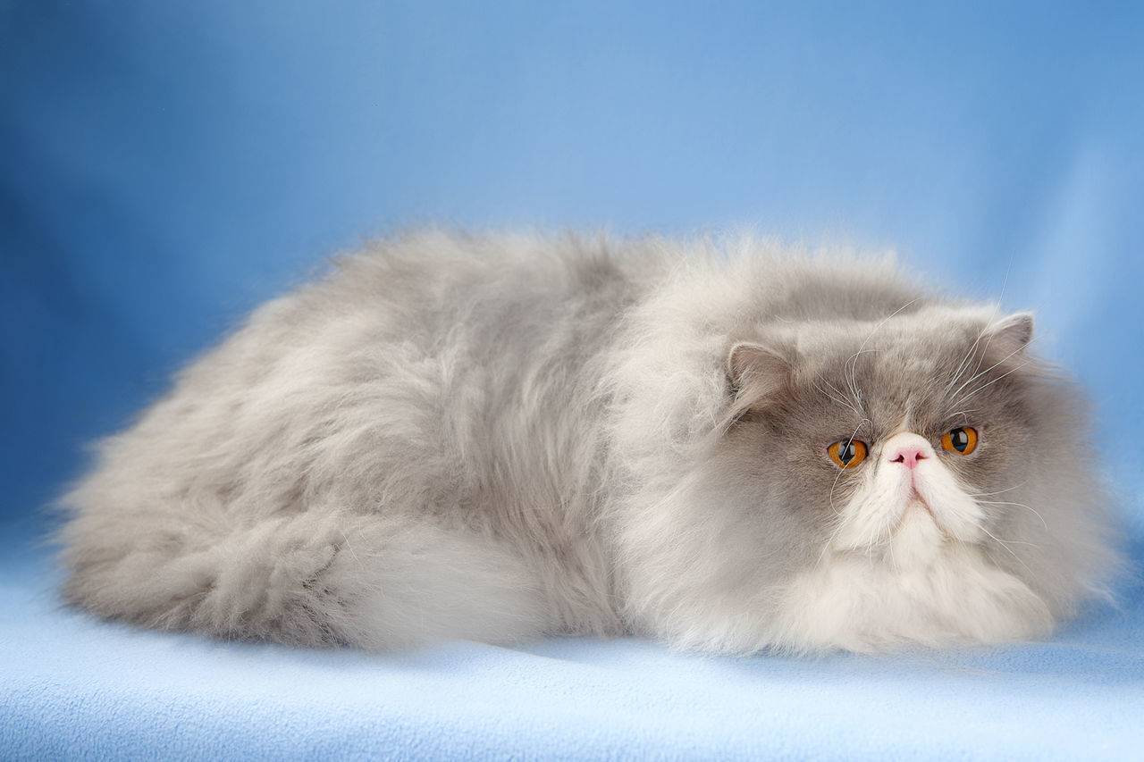 Персидская кошка |