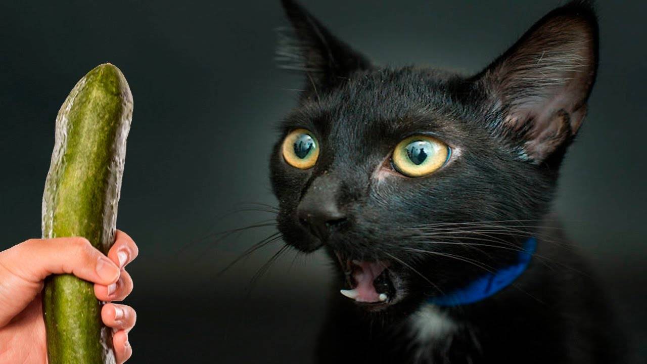 Почему коты боятся огурцов: топ-7 причин
почему коты боятся огурцов: топ-7 причин