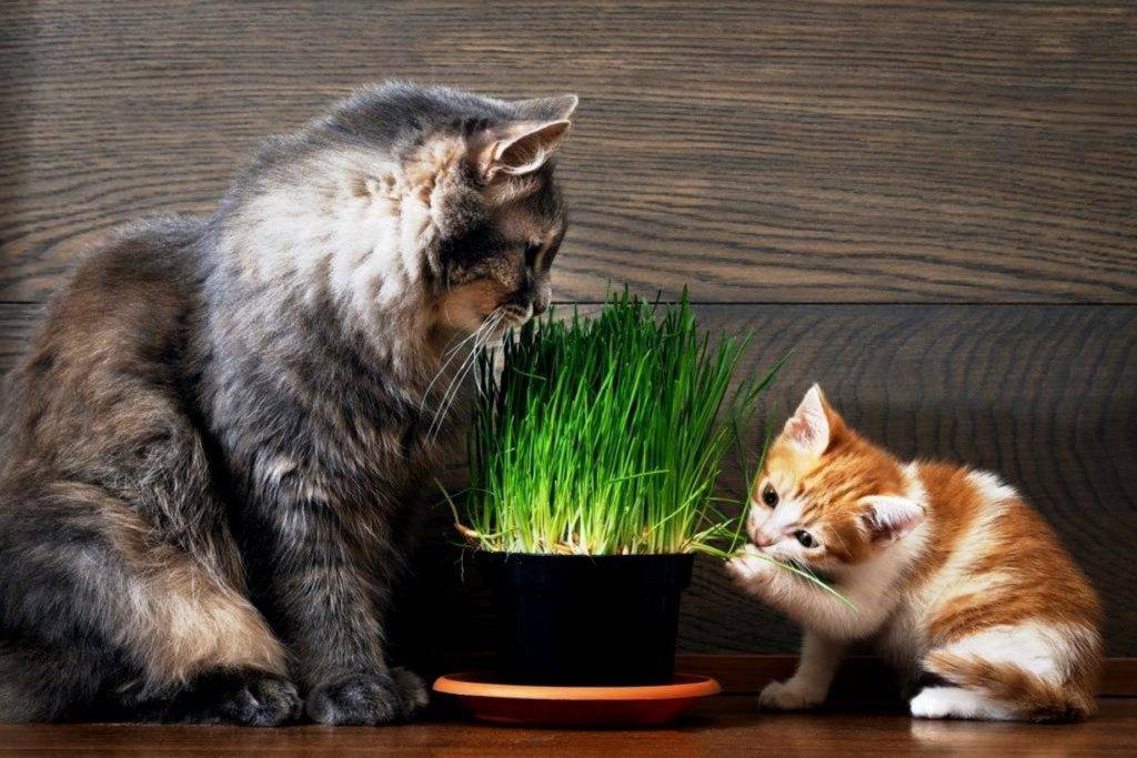 Зачем кошка ест траву