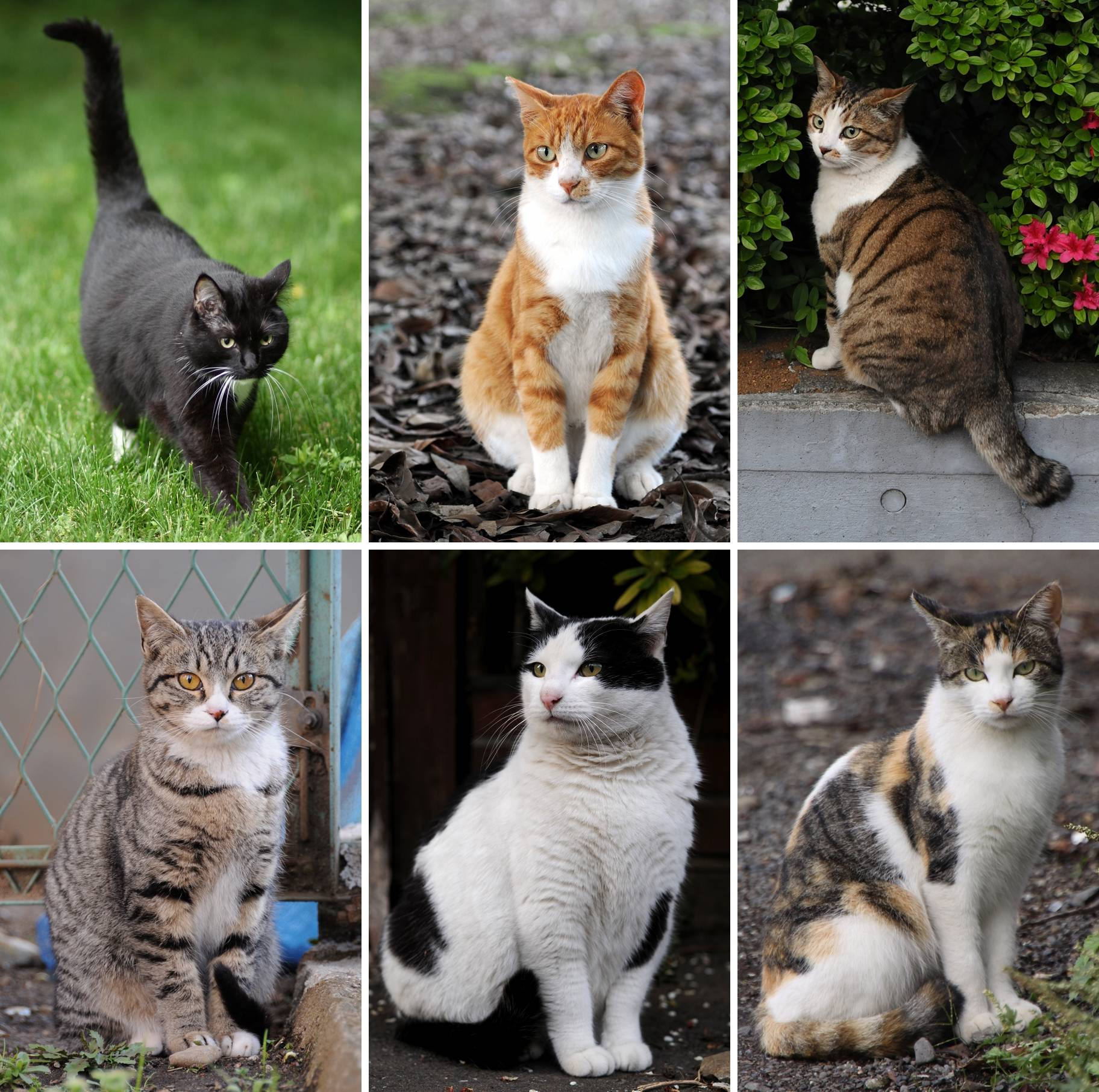 Кошки для детей (47 фото): какие породы подходят лучше всего? как выбрать кота в квартиру? какие кошки не любят детей?