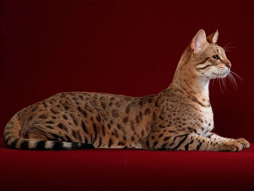 Топ-10 самых дорогих пород кошек в мире