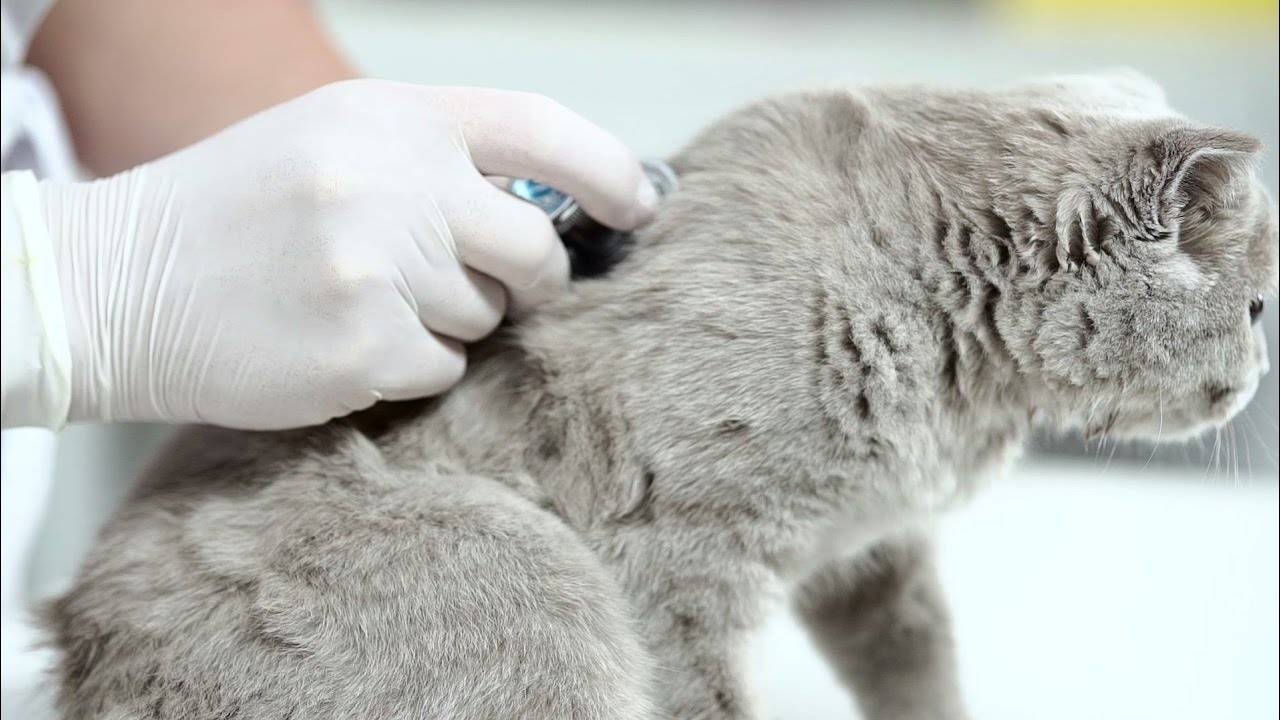 Отравление у кошек: симптомы и лечение