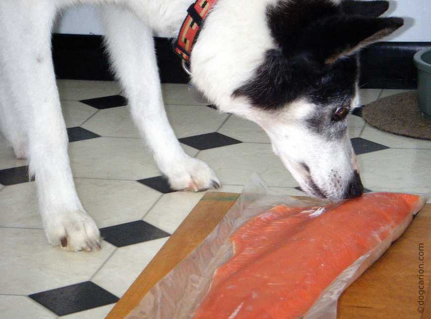 Можно ли собакам рыбу: соленую, сырую и вареную, особенности кормления речной и морской рыбой