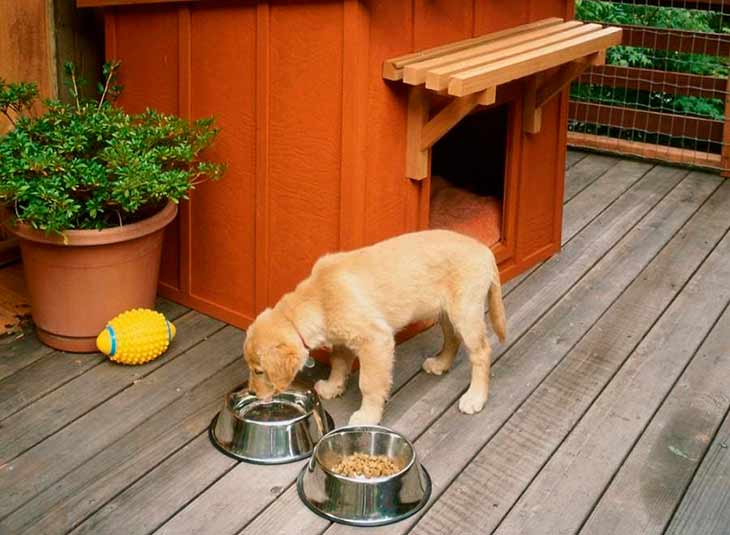 Как приучить собаку к будке во дворе из квартиры