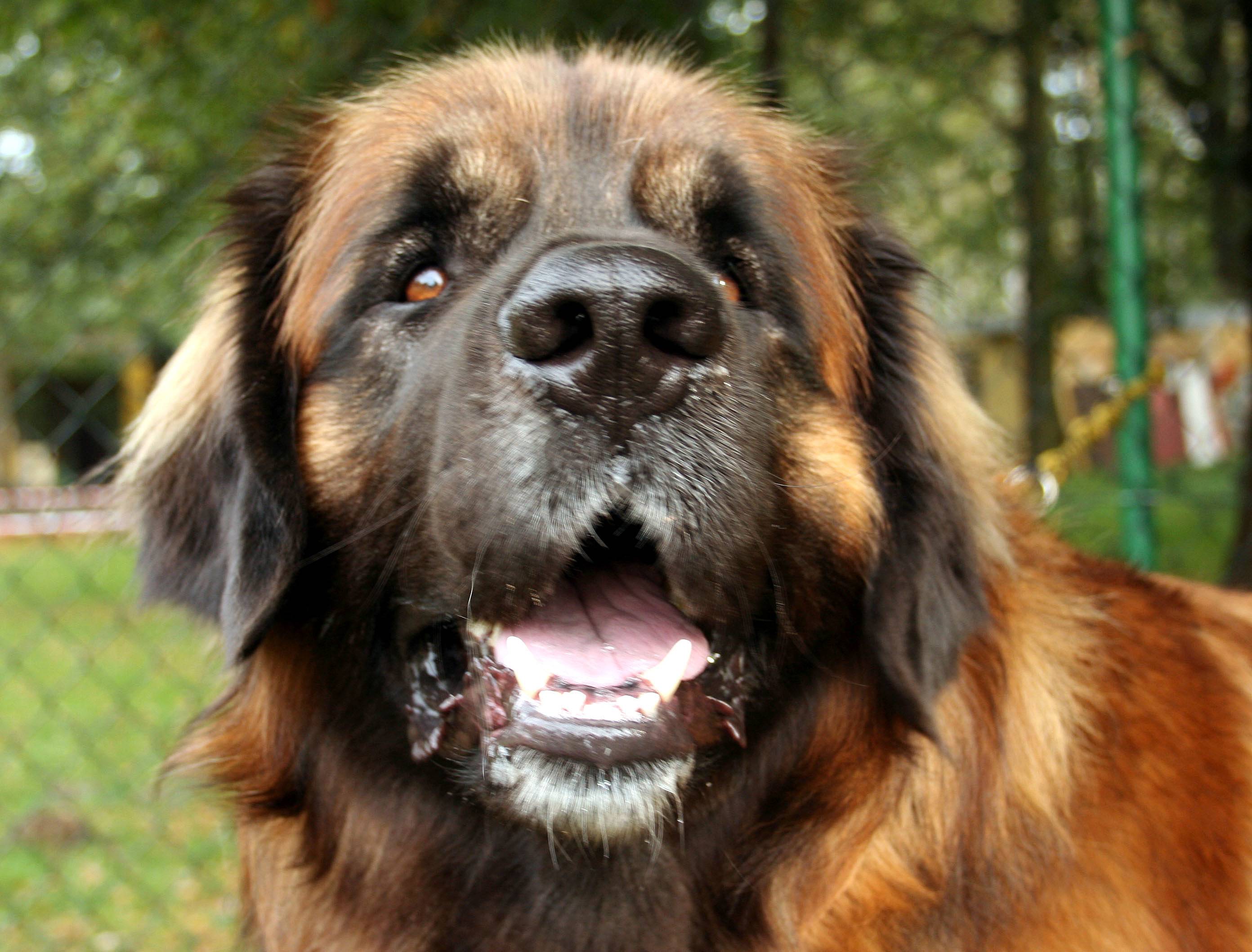 Леонбергер: описание породы собак с фото и видео