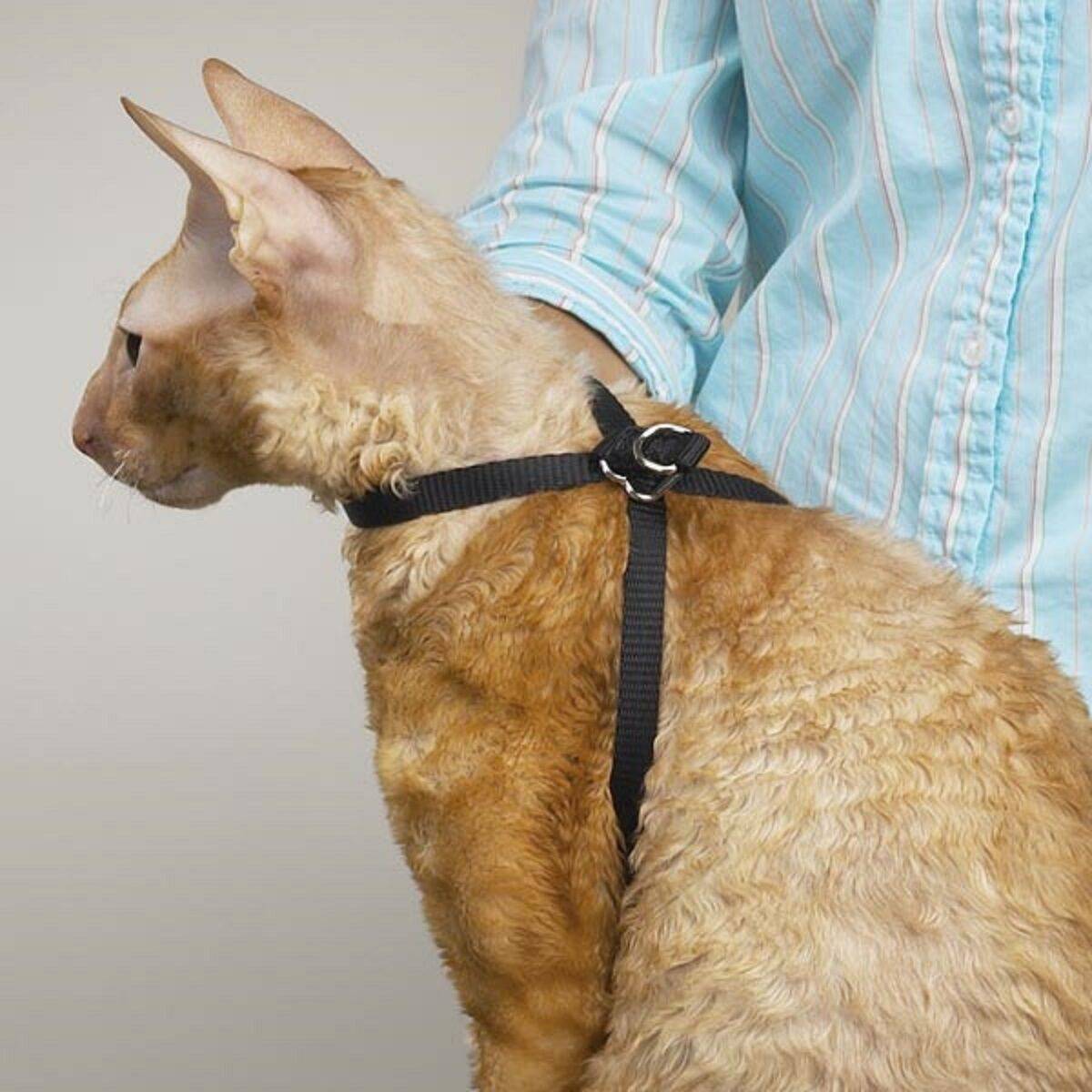 Как правильно выбрать и одеть шлейку или ошейник для кошки