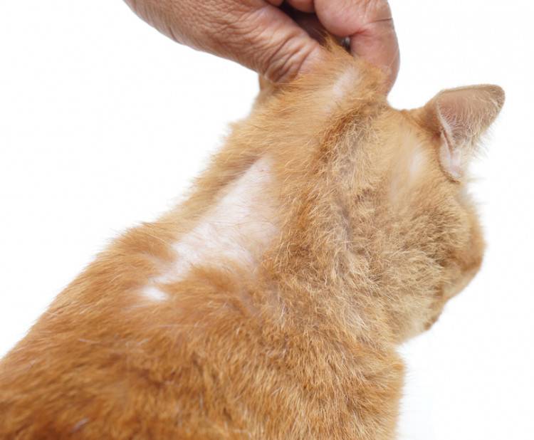 Глисты у кота: симптомы, лечение, профилактика | | блог ветклиники "беланта"