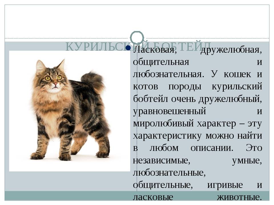 Курильский бобтейл - фото кошки, описание породы, характер, отзывы, цена котят, видео