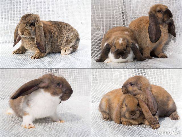 Кролики породы баран - описание породы, содержание, разведение