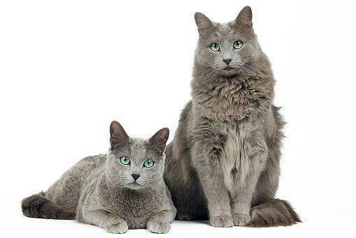 Нибелунг (кошки и коты): описание породы, характер, отзывы фото