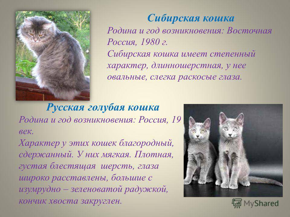 Сибирская кошка - 135 фото внешнего вида в обзоре породы от а до я
