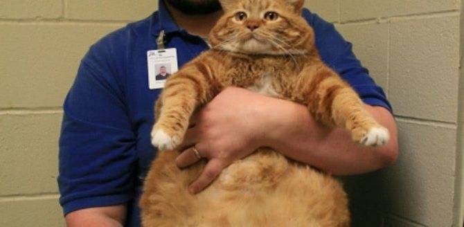 Сколько весит кот: норма и отклонения