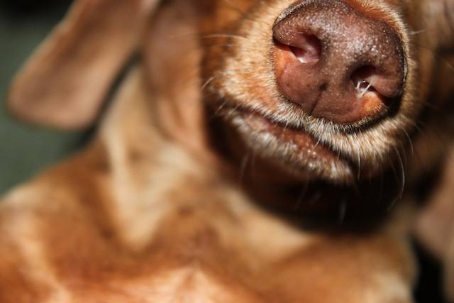 Насморк у собаки: диагностика и домашнее лечение