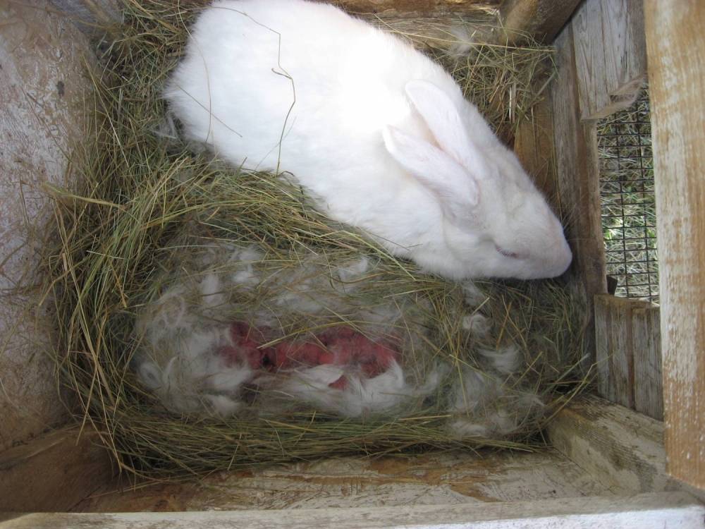 Спаривание кроликов — технология случки в домашних условиях
