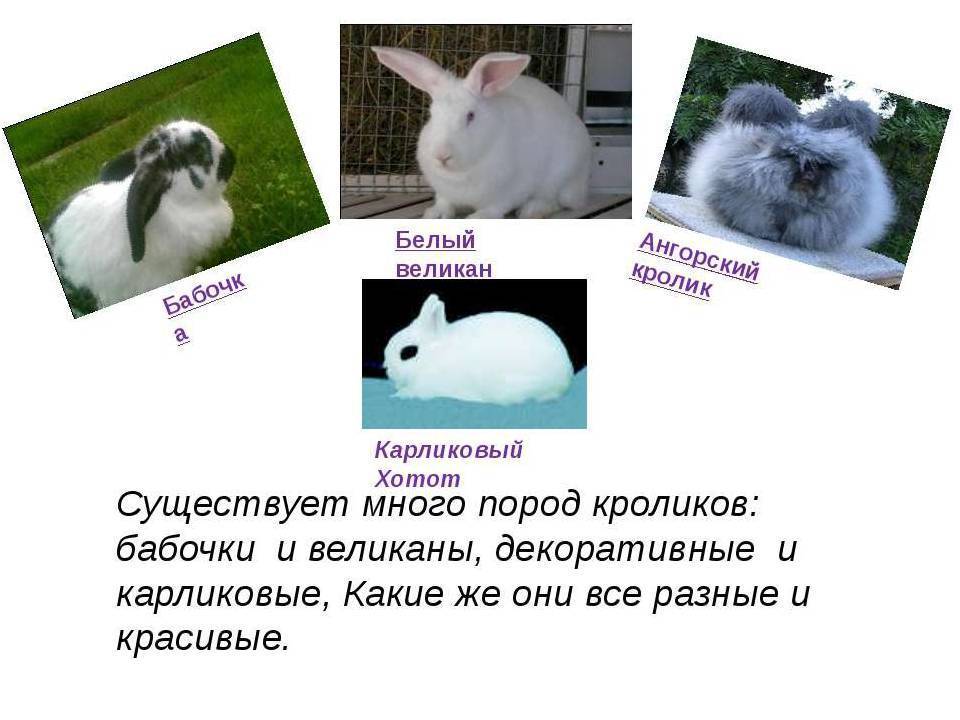 Белый паннон: как содержать кроликов и чем они примечательны?
