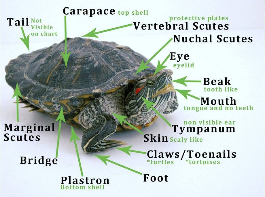 Разновидности водных и сухопутных черепах для домашнего содержания
