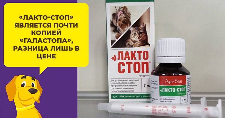 Галастоп для собак: инструкция и показания к применению, отзывы, цена