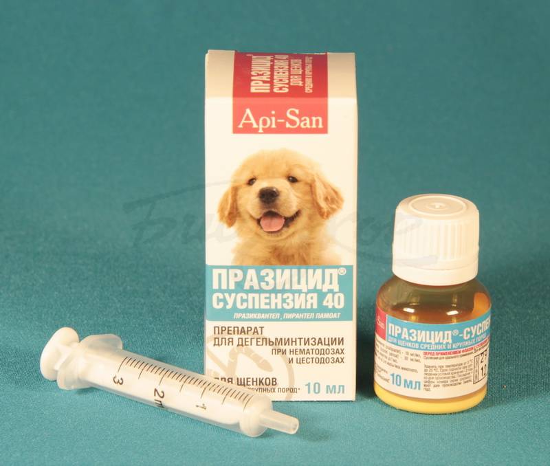 Когда перед плановой прививкой собаке, нужно обязательно провести глистогонку