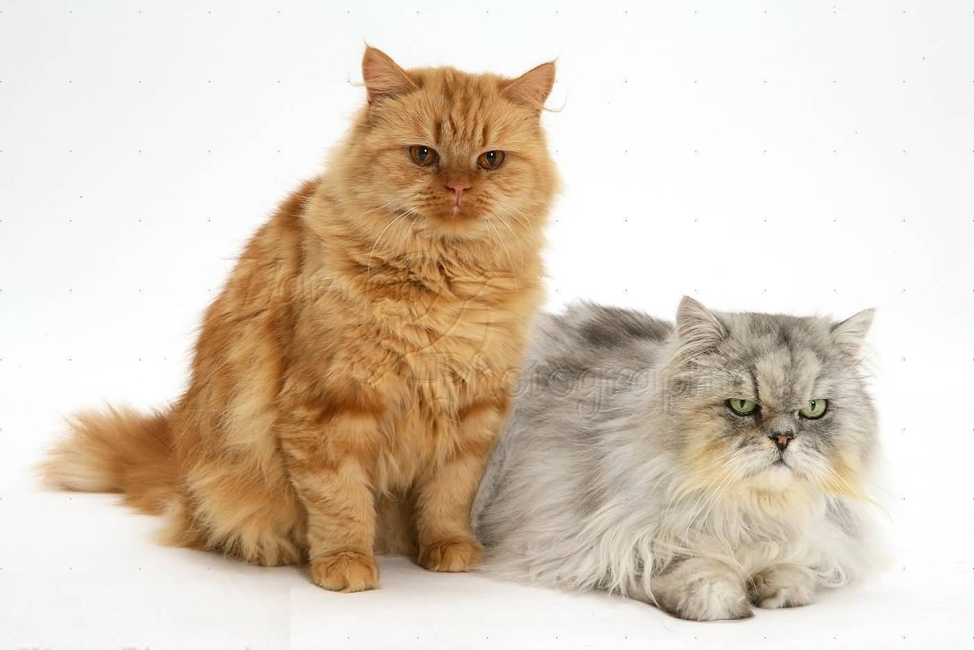 Питание абиссинских кошек: магазинный корм или натуральная еда