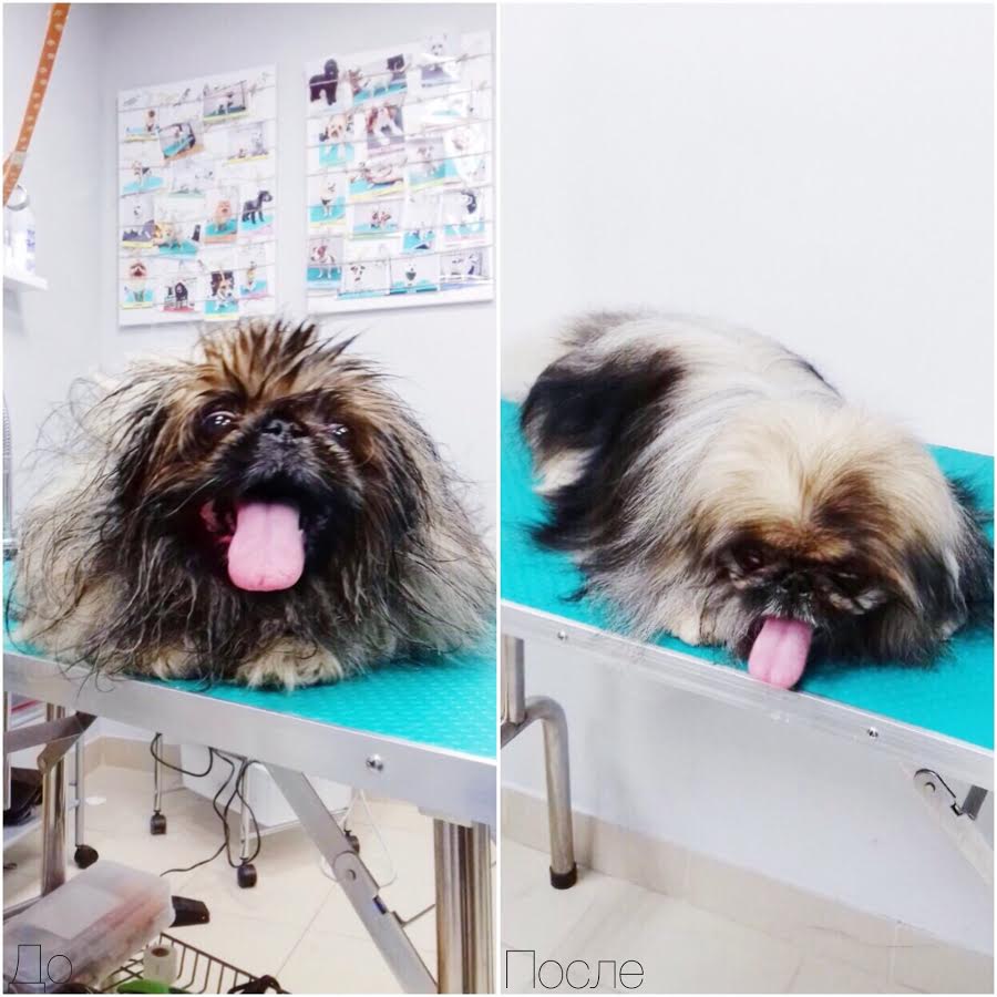 Стрижка пекинеса: как подстричь собаку самостоятельно в домашних условиях (фото и видео)