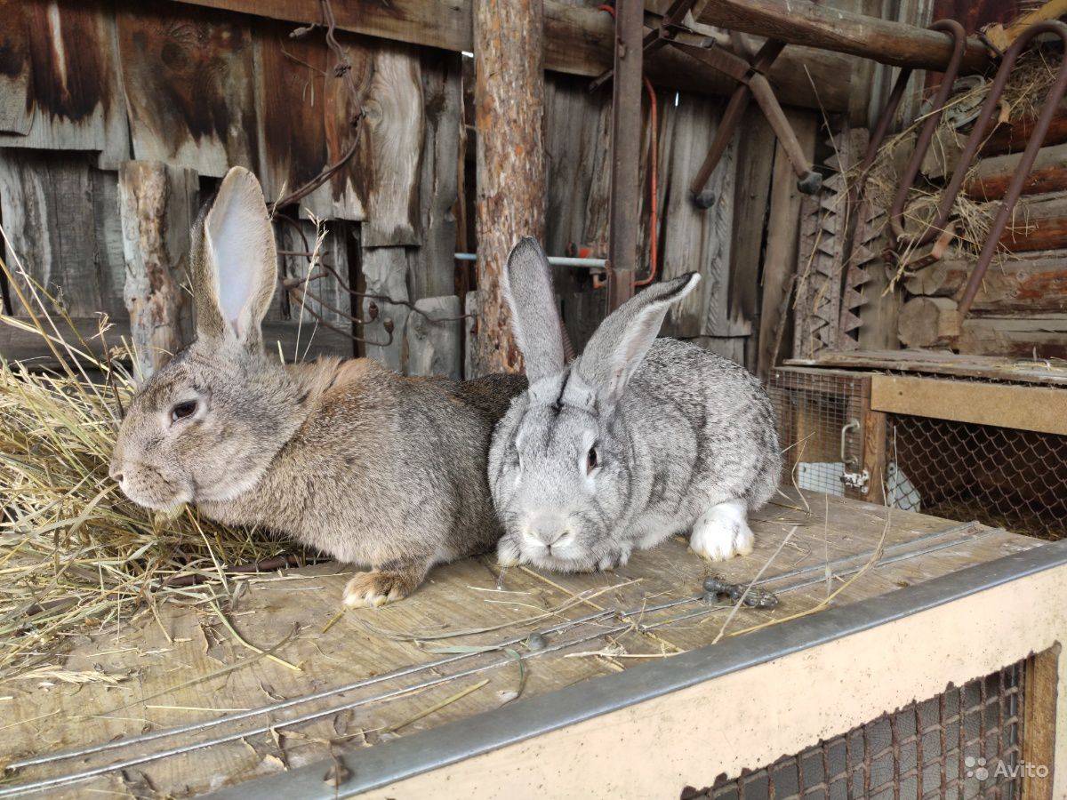 Кролик серый великан (31 фото): описание породы, содержание в домашних условиях и кормление, особенности разведения