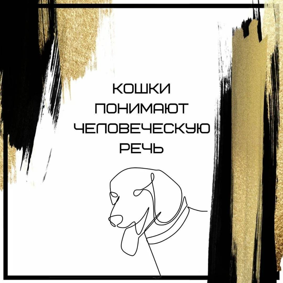 Японские ученые доказали: кошки понимают человеческую речь